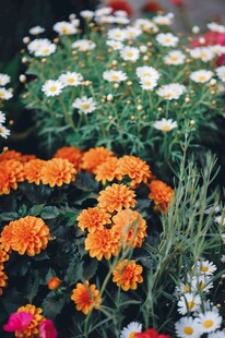 黄白菊花花卉