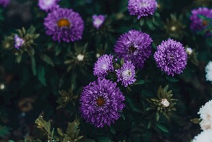 紫色雏菊绽放自然之美
