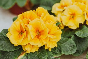 鲜艳黄色报春花绽放