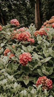 鲜艳绣球花绽放绿意间