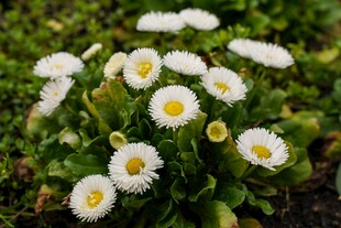 白色雏菊绽放于绿叶间