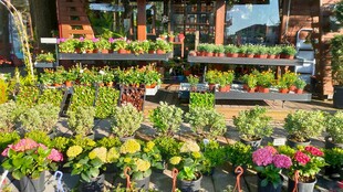 多彩花卉绿植展示架