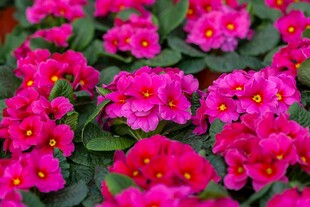 艳丽粉色仙客来花卉