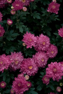 粉色菊花绽放