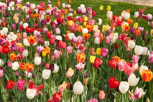 多彩郁金香花海绽放