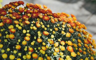 多彩菊花绽放