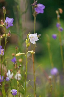 紫色风铃花绽放于绿野