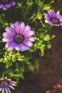 紫色雏菊绽放绿意间