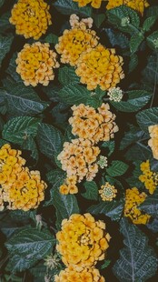 金黄绣球花绽放绿叶间