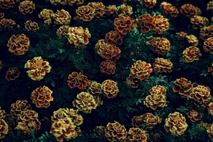 金黄菊花簇拥的美丽景象