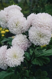 白色球状菊花绽放