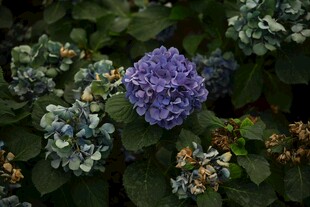 紫色绣球花绽放