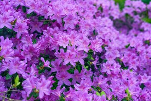 烂漫紫色杜鹃花海