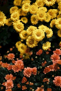 多彩菊花绽放