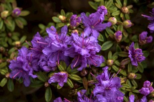 紫色烂漫杜鹃花绽放