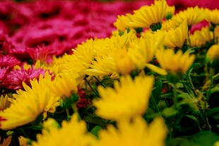多彩菊花绽放