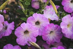 紫色矮牵牛花绽放