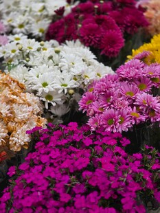 多彩菊花绽放