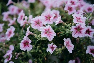 粉色矮牵牛花卉特写