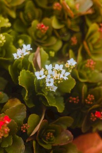 绿叶花卉白色小花