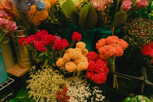 多彩鲜花花卉