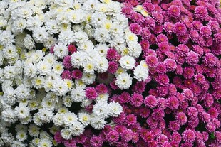 多彩菊花簇拥盛放