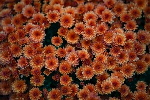 橙色菊花密集绽放