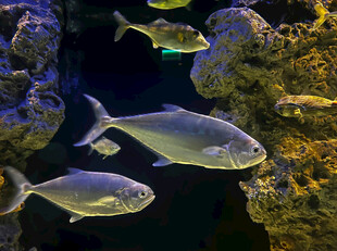 水族馆中游动的银色鱼类