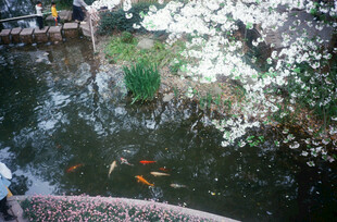 池塘锦鲤伴繁花美景