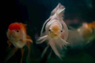灵动金鱼水中游