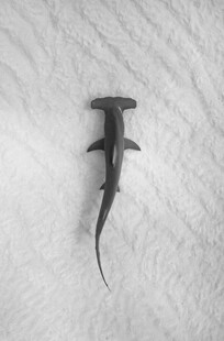 沙滩上的锤头鲨