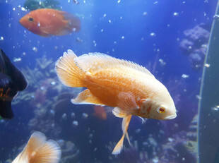 水族馆中的多彩观赏鱼