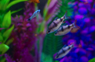 多彩水族箱中的灵动小鱼