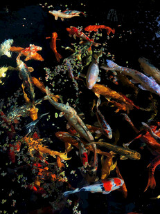 多彩海底生物大集合