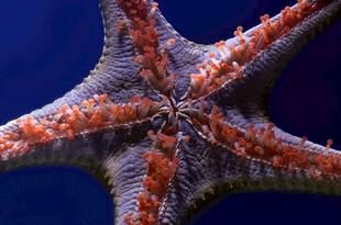 特写海星多彩棘皮海洋生物