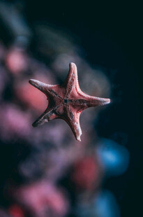 水中的红色海星