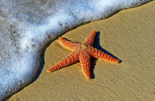 沙滩上的海星与海浪
