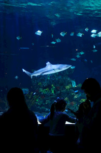观赏水族馆中的大鱼