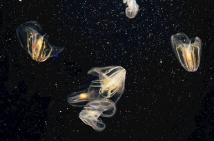梦幻水母在深海中飘逸