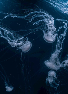 梦幻水母在深海中游动