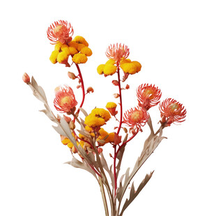 橙黄干花组合