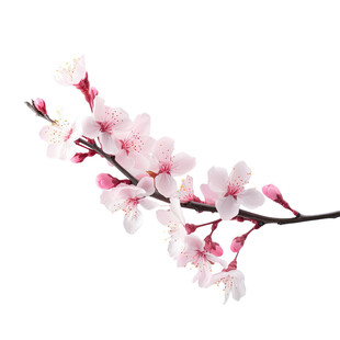 一枝粉嫩绽放的美丽桃花