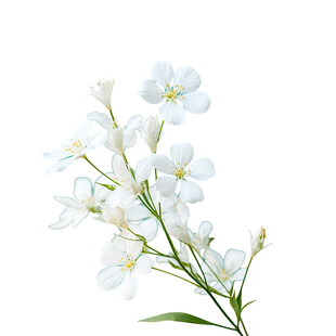 白色小花枝清新自然美