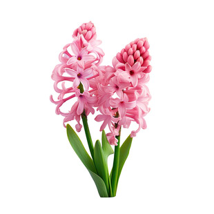 粉色风信子花束
