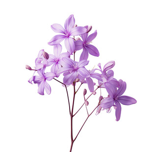 紫色小花束特写