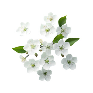 白色花朵绿叶植物特写