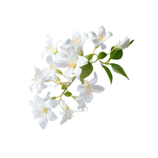 白色茉莉花枝特写