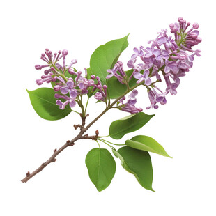 紫丁香花枝特写