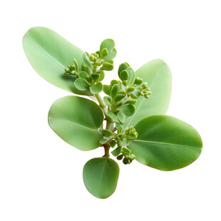 翠绿多肉植物特写