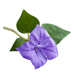 紫色牵牛花特写